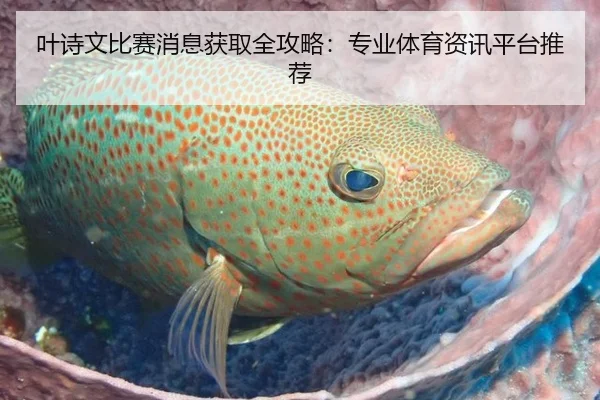 叶诗文比赛消息获取全攻略：专业体育资讯平台推荐